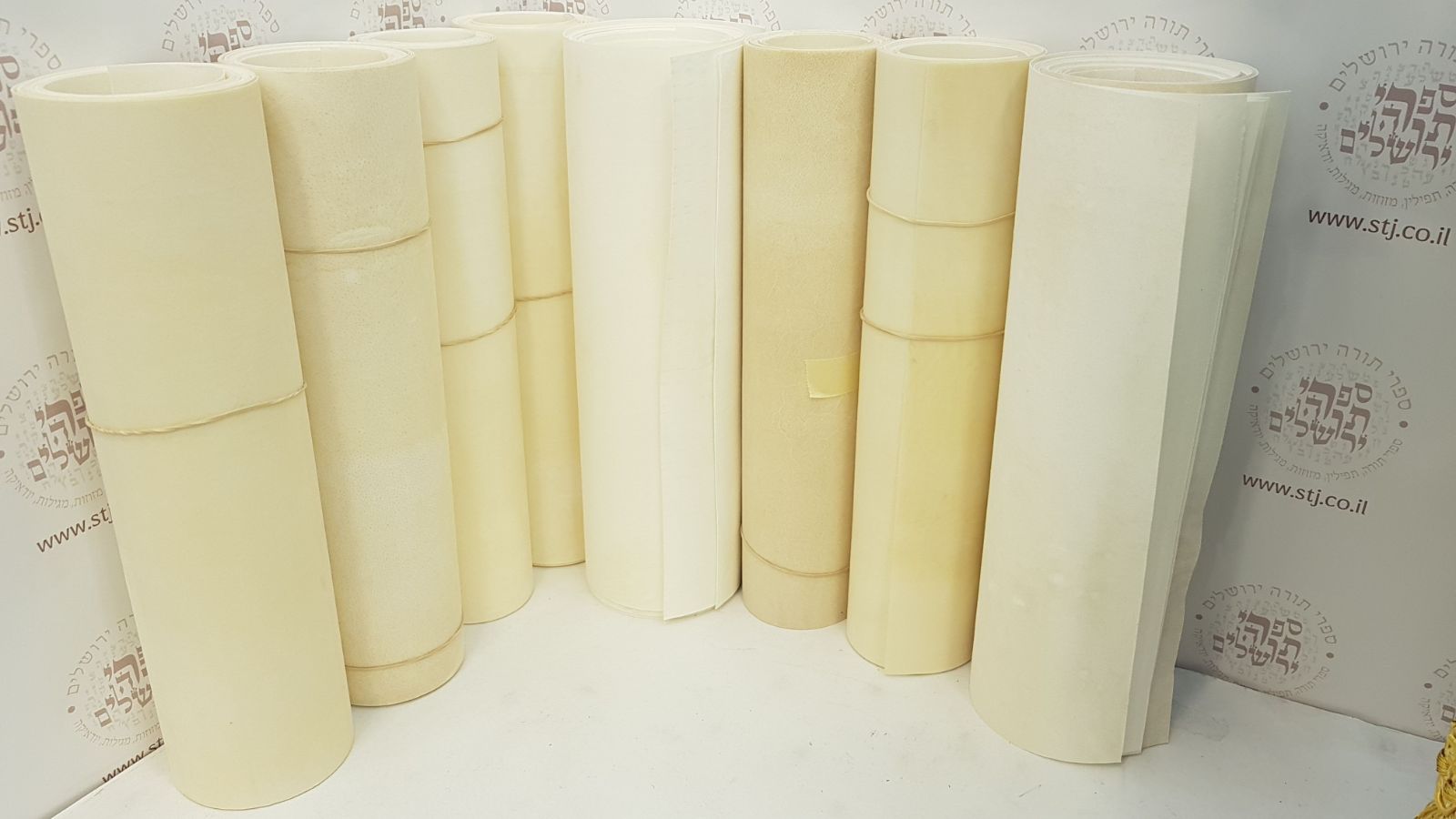 Parchment for Megillah 28 cm Height - Image 2