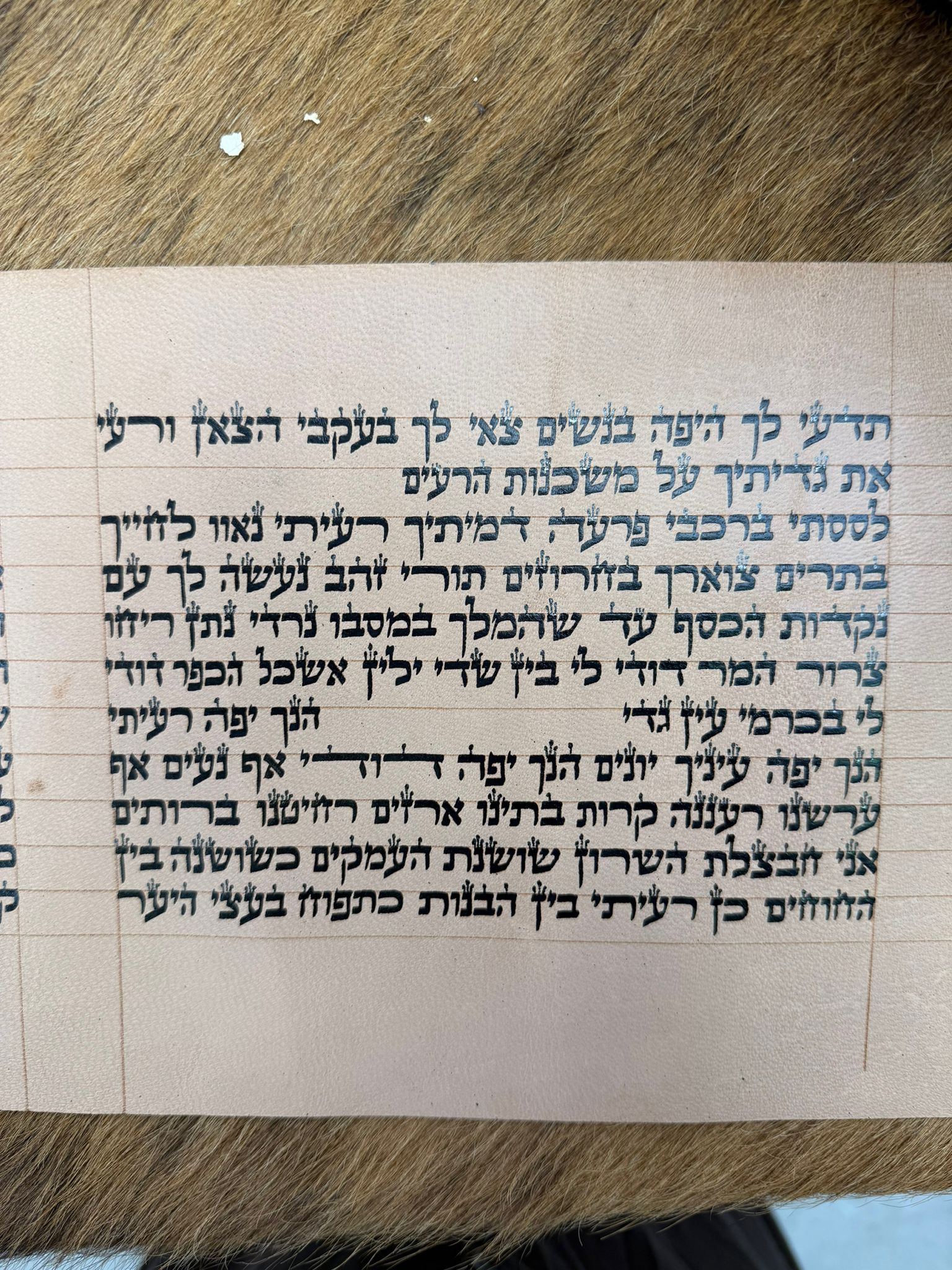 Megillat Shir HaShirim on Gevil 18 cm (העתק) - Image 3