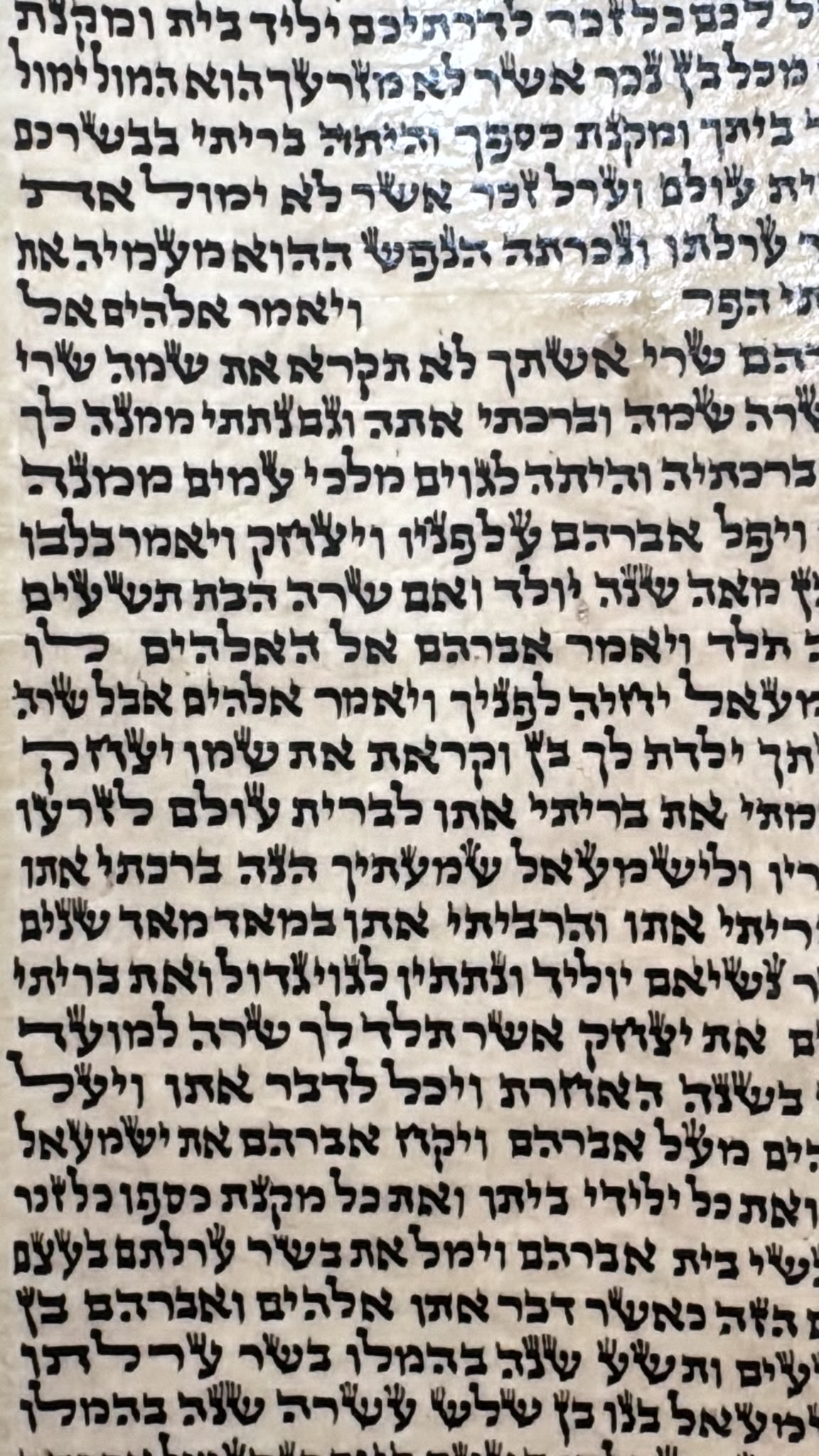 Sephardic Sefer Torah, Height 45 cm, Cat. 40 (העתק) - Image 6